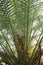 Close up of the fronds of a Canary Island Thatch Palm tree