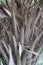 Close Up of the Fronds on a Scheelea Palm Tree