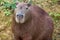 Close  up front on portrait of Capybara Hydrochoerus hydrochaeris in Pampas del Yacuma, Bolivia