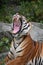 Close up front portrait of Indochinese tiger