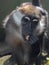 Close up front portrait of white collared mangabey