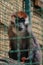 Close up front portrait of white collared mangabey Cercocebus torquatus, red capped mangabey looking at camera and eating, low