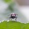 Close-up front view of a common green bottle fly or blowfly