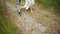 Close-up. Front view. Legs. The bride and groom are walking on the field. A couple is walking along a