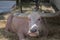 Close up front view of an old Taro buffalo slepping under the shadow.