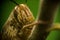 Close up front view of orange grasshopper head hanging on small