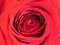 Close up front view photo of a blooming vivid coral red rose. `Mister Lincoln` rose.