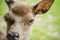 Close Up Front View of a Red Deer Hind Face with Focus on the Eye