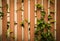 Close up and front view shot of wooden fence with the growing of climber tree outside the house shows beautiful texture and