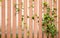 Close up and front view shot of wooden fence with the growing of climber tree outside the house shows beautiful texture and