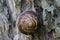 Close-up front view of a sleeping Caucasian grape snail Helix po