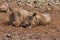 Close-up front view of two warthog lying together