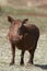 Close-up front view of a warthog