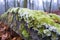 close-up of frost-covered lichen on a rock