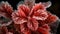 Close-up Of Frost Crystals On Begonia Rex Leaf