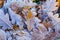 Close up of frosted autumn leaves