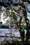 A close-up of the frosty branches of a Corkscrew Hazel Tree in a snowy garden in winter