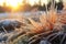 close-up of frosty pine needles backlit by sunrise