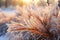 close-up of frosty pine needles backlit by sunrise