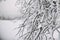 Close up on froze tree in the mountain, winter background