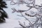 Close up on froze tree in the mountain, winter background