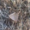 Close-up frozen dried leaves on snowy grass ground