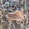 Close-up frozen dried leaves on snowy grass ground