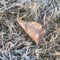 Close-up frozen dried leaves on snowy grass ground