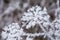 Close up of frozen flower covered with ice and snow