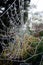 Close Up of a Frozen Frosty Spiders Cobweb on a Misty Dew Morning