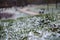 Close up of frozen grass, covered with snow