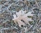 Close-up frozen maple leaves on snowy grass ground