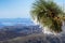 Close up of frozen pine needles on a cold winter day on top of Mt Hamilton, San Francisco bay area in the background, San Jose,