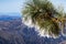 Close up of frozen pine needles on a cold winter day on top of Mt Hamilton, San Francisco bay area in the background, San Jose,