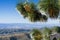 Close up of frozen pine needles and cones, on a cold winter day on top of Mt Hamilton, San Francisco bay area in the background,