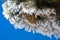 Close up of frozen pine needles and cones, on a cold winter day on top of Mt Hamilton, San Jose, south San Francisco bay area,