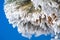 Close up of frozen pine needles and cones, on a cold winter day on top of Mt Hamilton, San Jose, south San Francisco bay area,