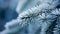 Close up of a frozen Pine Tree Branch in Winter. Blurred natural Background