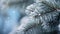 Close up of a frozen Pine Tree Branch in Winter. Blurred natural Background
