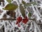 Close-up of frozen red berries on a branch