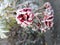 Close up of frozen Rose covered with Snow in Pine Forest during Wintertime in Transylvania.