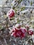 Close up of frozen Rose covered with Snow in Pine Forest during Wintertime in Transylvania.