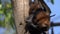 close up of fruit bats at nitmiluk national park