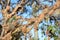 Close up on fruit tree branch defoliate by tent caterpillars in the garden