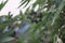 Close-up of fruit in tropical forest, blurred background, selectable focus.