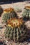 Close up of fruiting Emory`s Barrel Cacti in the Arizona desert