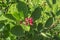 Close up of fruits of Amelanchier