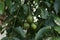 Close up of fruits and leaves of a June plum tree ( Ambarella) in the home garden