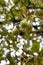 Close Up on the fruits and spikey capsules of the horse chestnut growing in a german park.