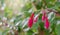 Close up of Fuchsia flowering plants bokeh background.